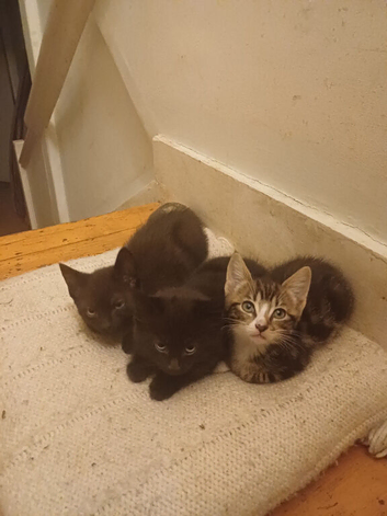 Kittens