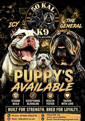 Stunning Pocket Bully Puppies | Rare & Exotic Colours | Beautiful Litter