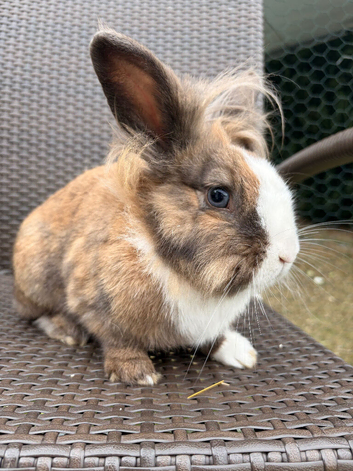 Mini lop X lion head rabbit