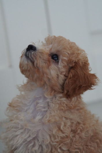 Cavapoo Puppies looking for their forever home - Cheltenham