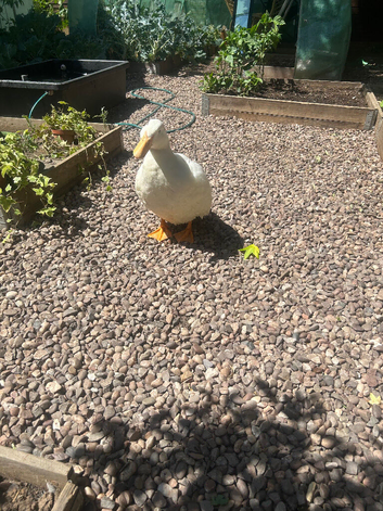 tammed duck