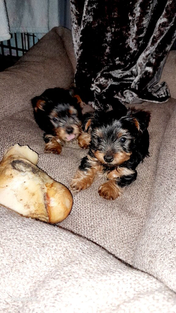12 week old female Yorkshire terrier puppie