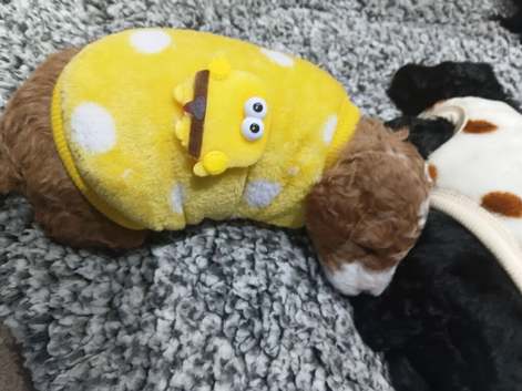 Parti poodle miniture