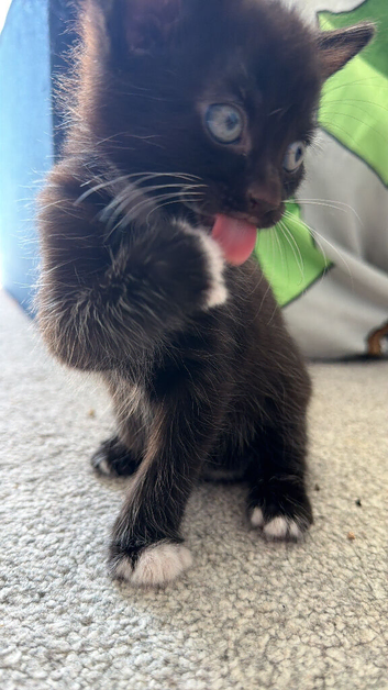 Smooth hair black kitten