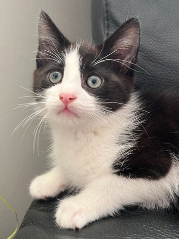 Ragdoll X kittens
