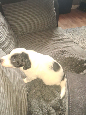 2 sprollie pups