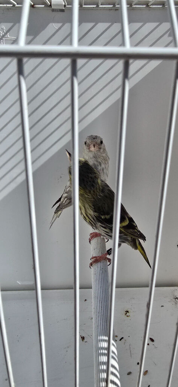BEAUTIFUL PAIR SISKIN MUTATION COLOUR