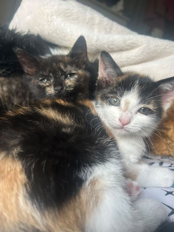 Beautiful home reared kittens. Ready sat 3rd Oct