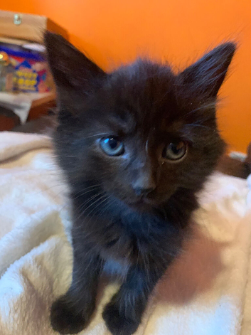 Two beautiful black kittens for sale