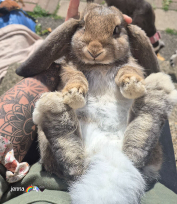 BIG EARS, BIG PERSONALITIES