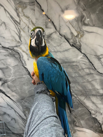 Stunning Lovely Tame Talking Blue & Gold Macaw Parrot,15
