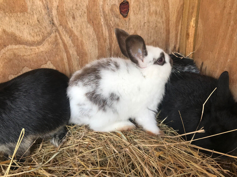 Medium size rabbits