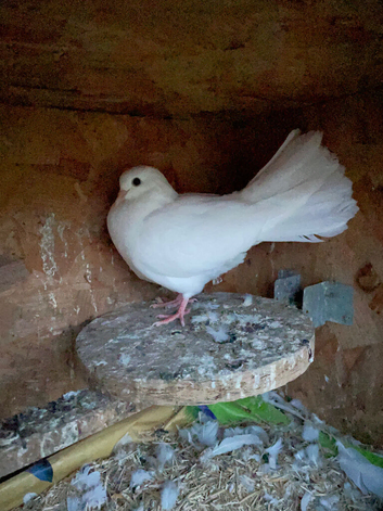 Fantail