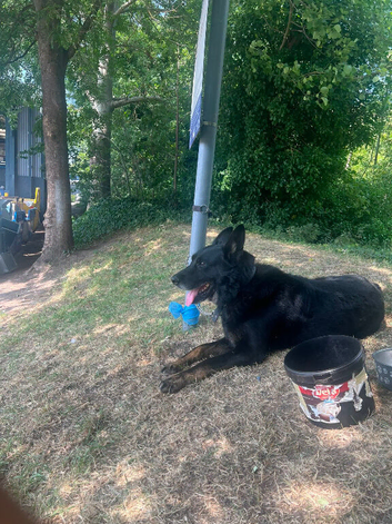 5 Years old Male black German Shepherd Loving home Needed.