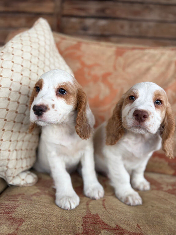 Exceptional  Cocker Spaniel Puppies