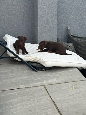 1 adorable Patterdale left