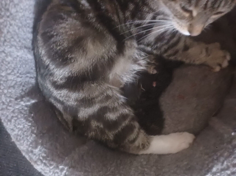Tabby & black/white last of litter