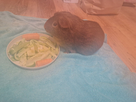 Male guinea pig comes with everything
