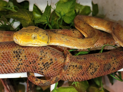 For Sale 1.1 adult, proven Amazon Tree Boas