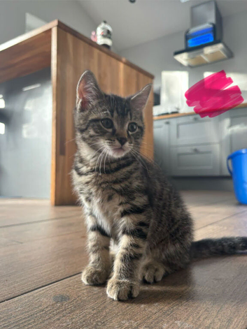 10 week old kittens