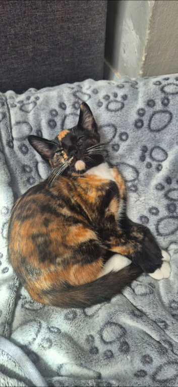 Female kitten needing a home