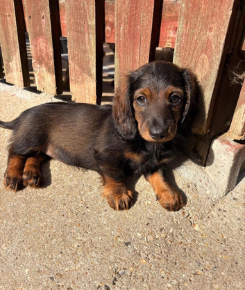 Beautiful miniature dachshund puppies