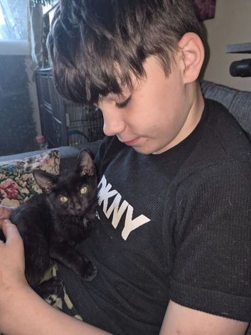 Male dark brown kitten