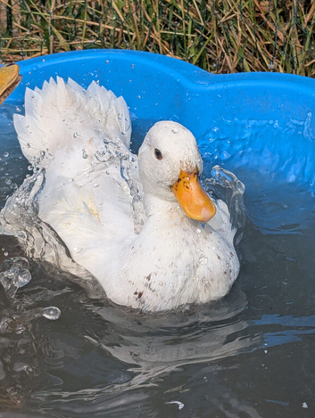 Call and runner duck Drakes only for sale