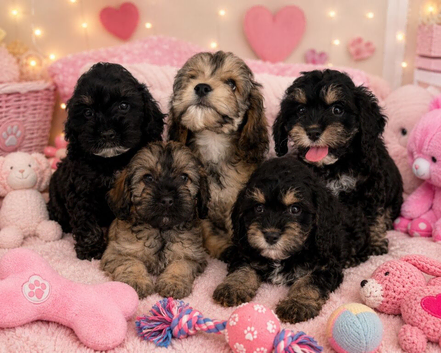 Cockapoo puppies ready now