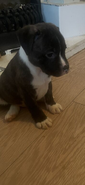 Chunky staffie pups