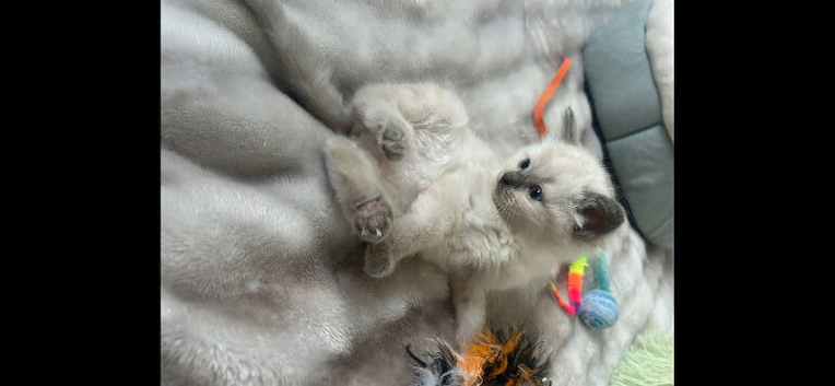Little Kitten