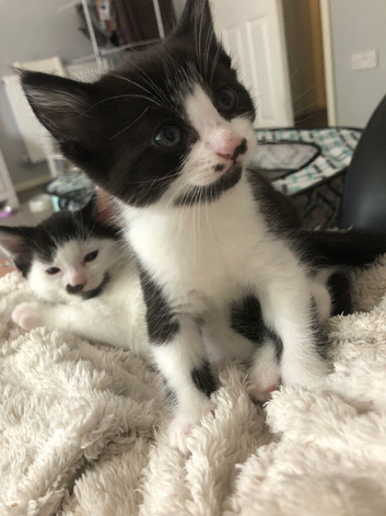 1 female kitten