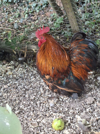 Pair of Pekin Bantams