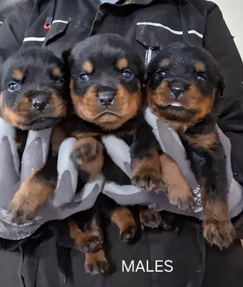 Rottweiler puppies
