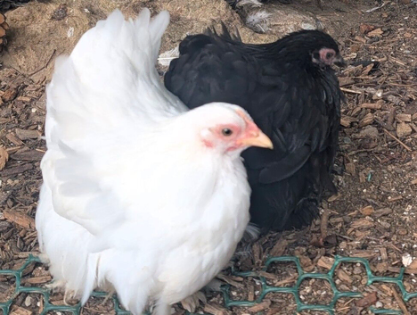 Pekin bantam pullets & Bobwhite quail hens