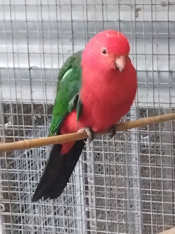 Male king parrot 3 years old