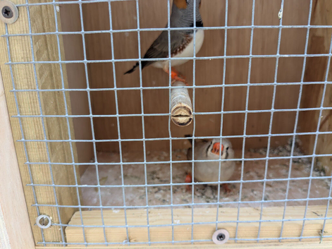 Pair of Zebra finches