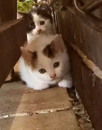 3 kittens 2 tabby 1 black and white