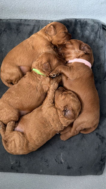 F1b fox red Cavapoos