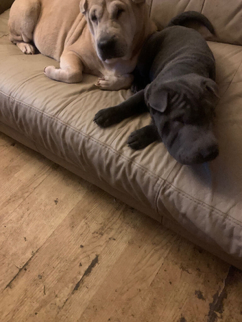 1 beautiful blue puppy for sale