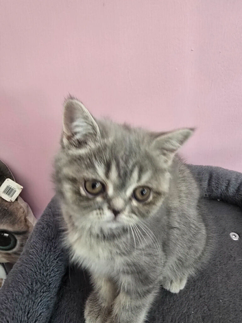 EXOTIC  KITTEN