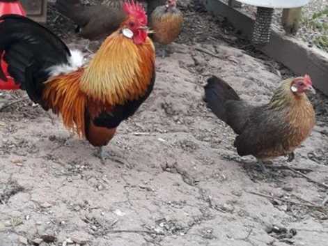 A pair of Dutch gold partridge bantams.hen started laying.