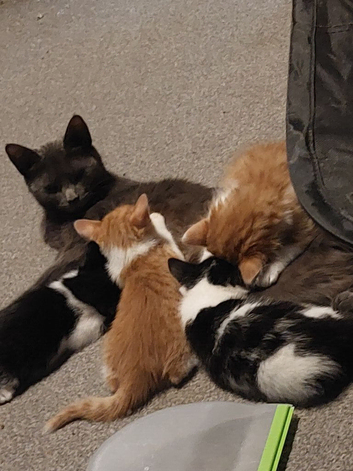 Beautiful  kittens