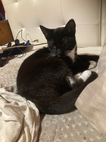 Bella a not even 1 year old cat