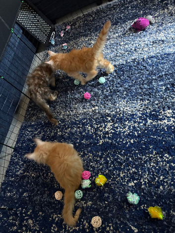 Gorgeous mainecoon male kittens ready