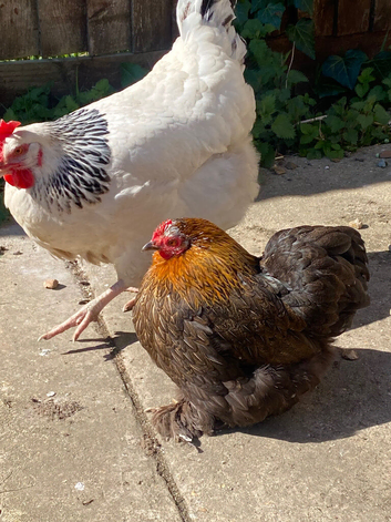 2 large light Suffolk hens 1 bantam and two silver suffolks