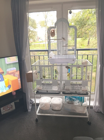 Budgies canarys finches