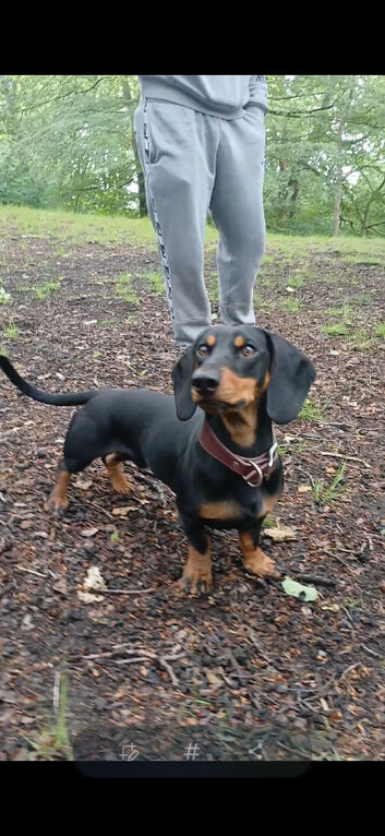 Daschund stud available