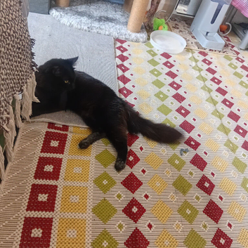 Kitten