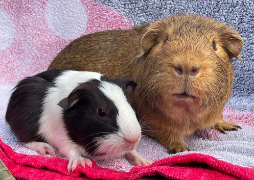 Guinea pigs gorgeous bonded boys